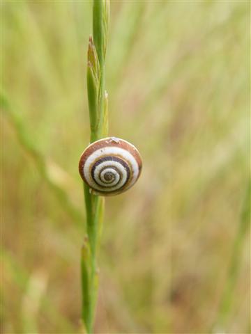 fa cargol 6-8 vall dhorta 2 small